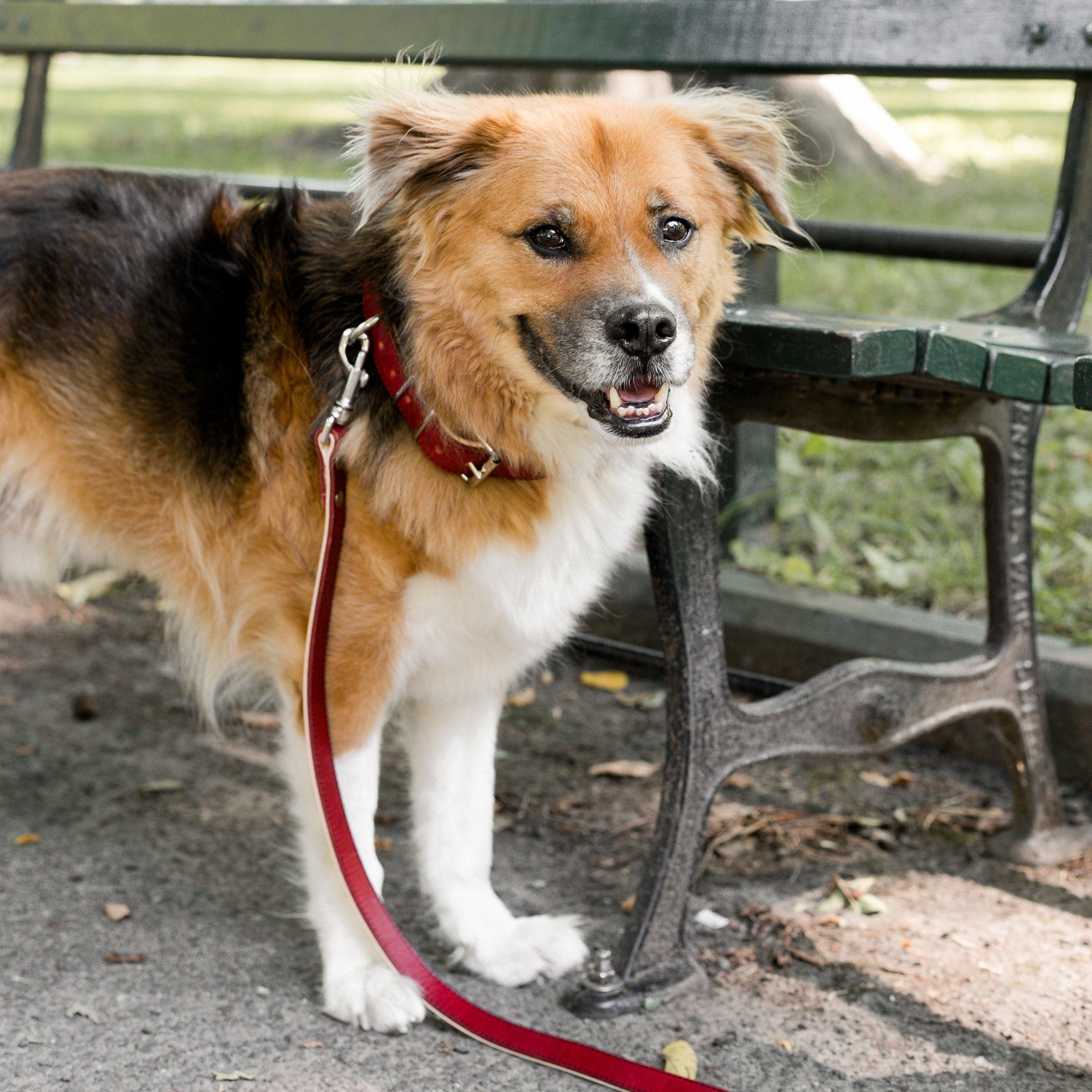 Red Leather Dog Collar + Leash Kit